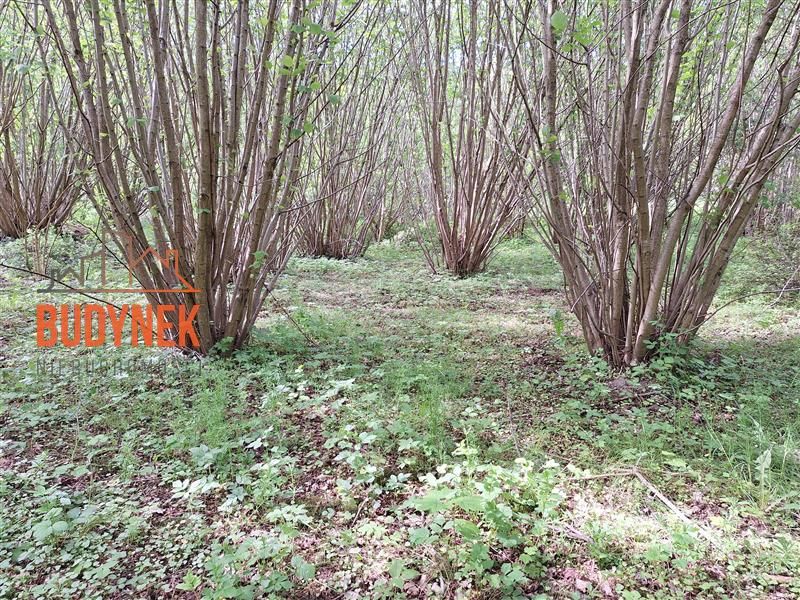 Działka rolna Paproty. Zdjęcie 8