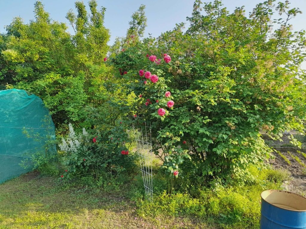 Działka rekreacyjna Czernica, ul. św. Ojca Pio. Zdjęcie 4