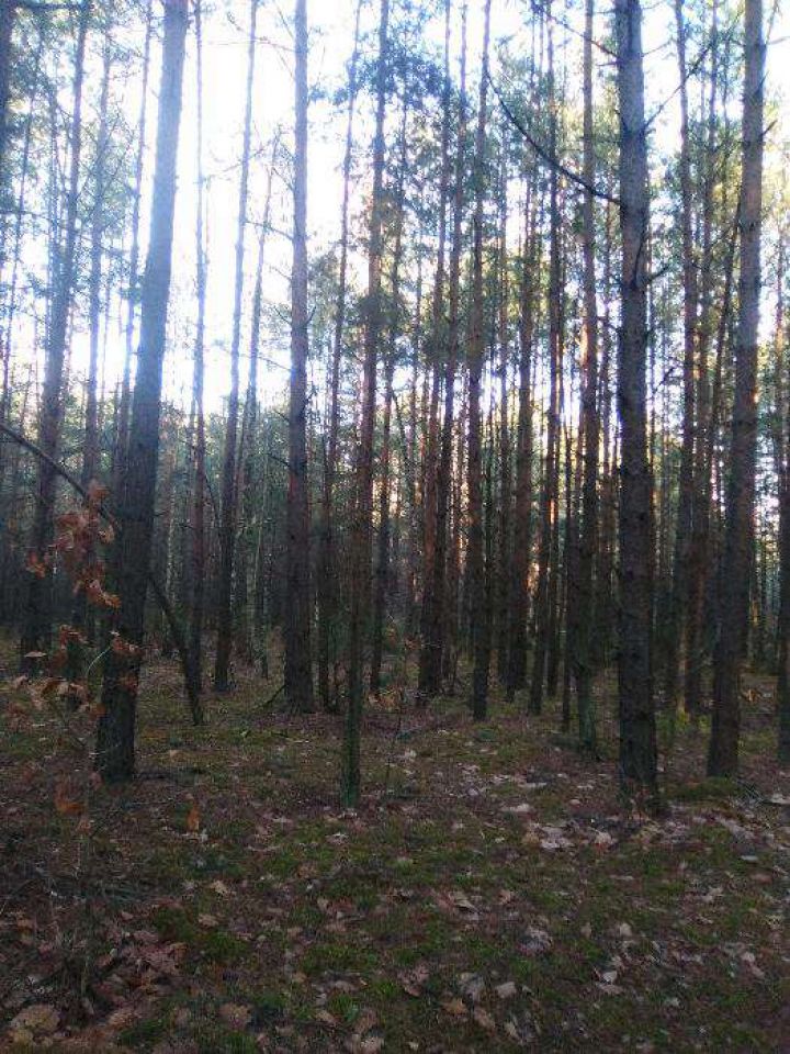 Działka leśna Kozenin. Zdjęcie 7