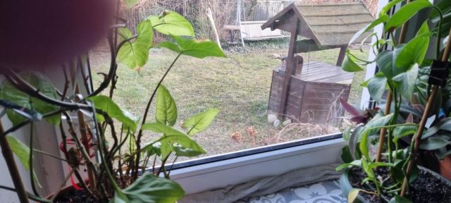 dom wolnostojący, 3 pokoje Pruszków Bąki. Zdjęcie 4