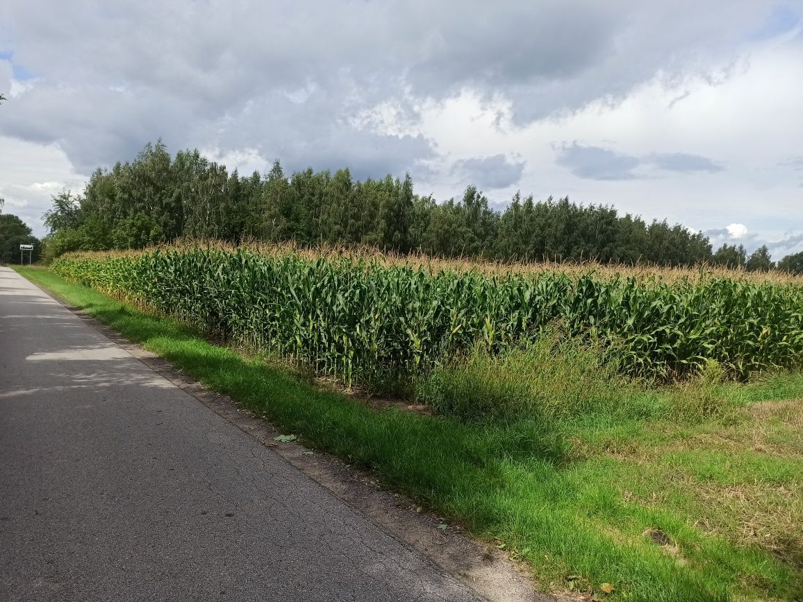 Działka rolna Dziektarzew. Zdjęcie 3