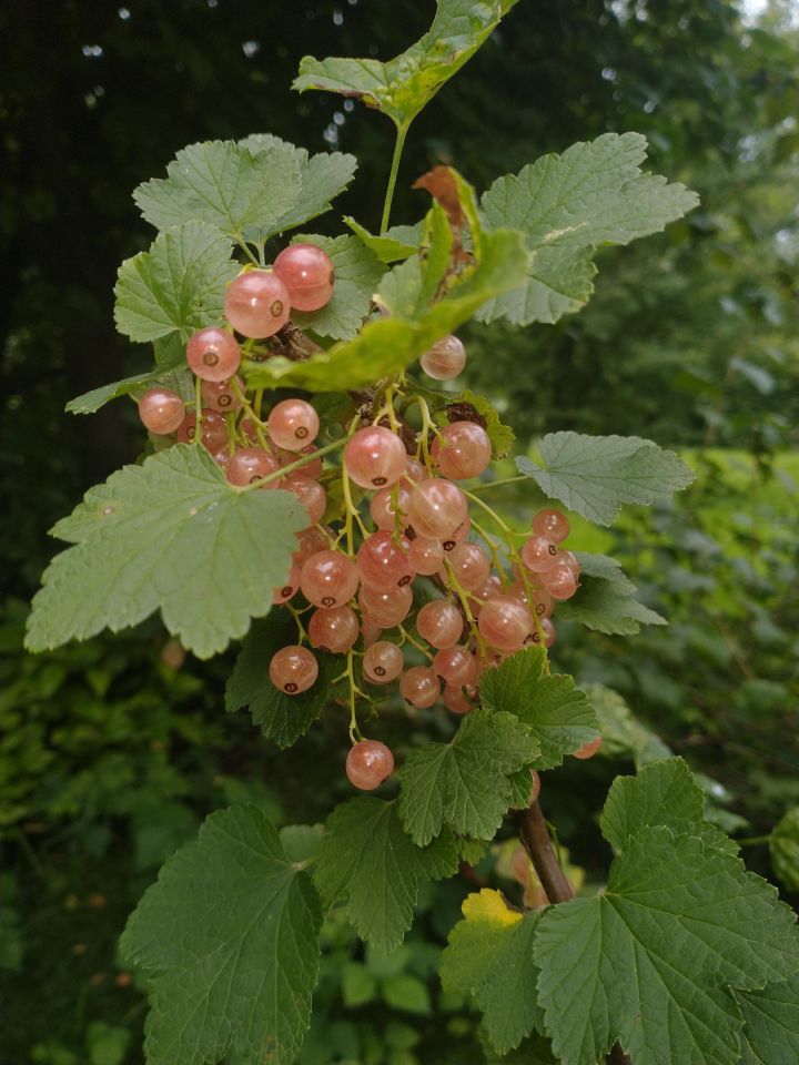 dom wolnostojący, 3 pokoje Niepołomice Pasternik, ul. Portowa. Zdjęcie 4