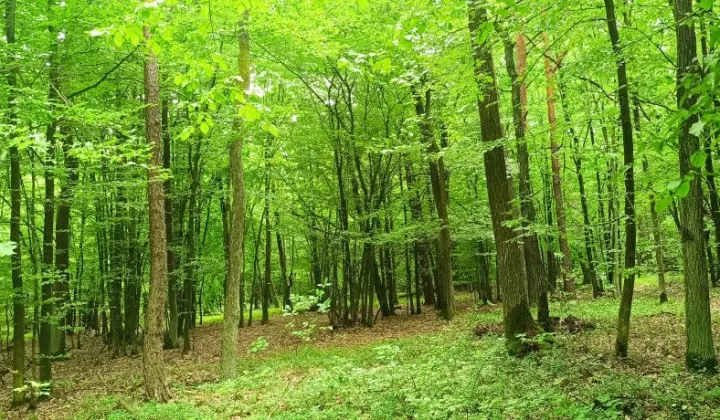 Działka leśna Wierzbno