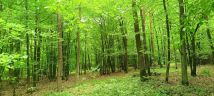 Działka leśna Wierzbno