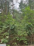 Działka rekreacyjna Siestrzeń, ul. Klonowa. Zdjęcie 4