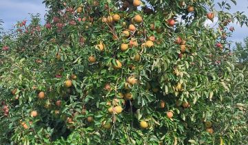 Działka rolna Olszowa Wola