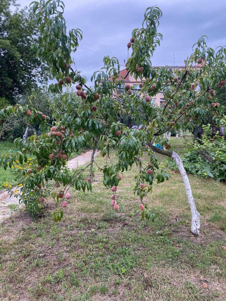 Działka rod Bydgoszcz, ul. Pielęgniarska. Zdjęcie 7