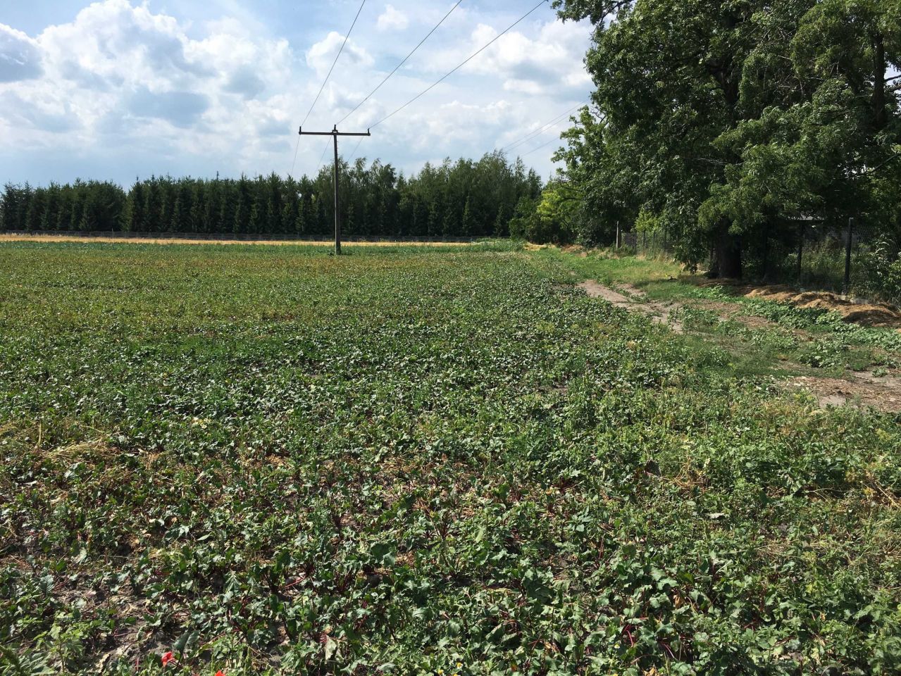 Działka rolno-budowlana Żukówka. Zdjęcie 2