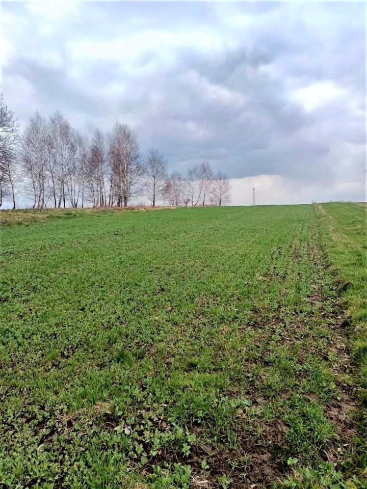 Działka rolna Niechobrz. Zdjęcie 6