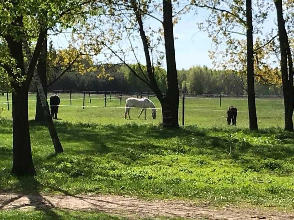 dom wolnostojący Leszczyny Małe. Zdjęcie 7