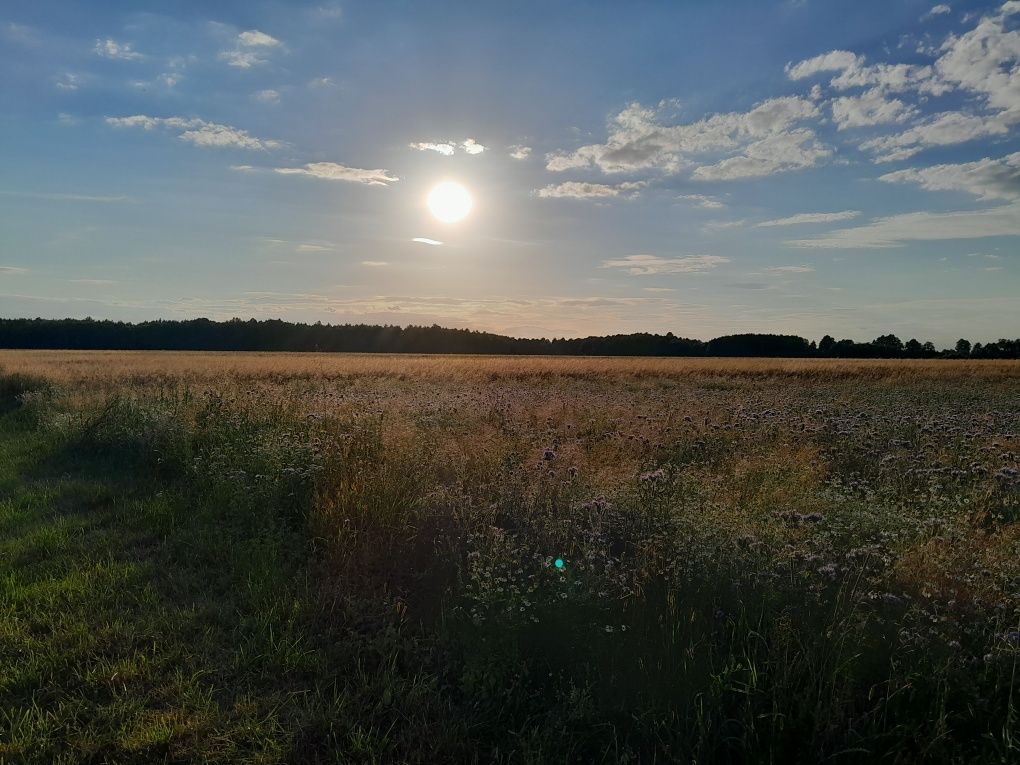 Działka rolno-budowlana Rzeczyca. Zdjęcie 2