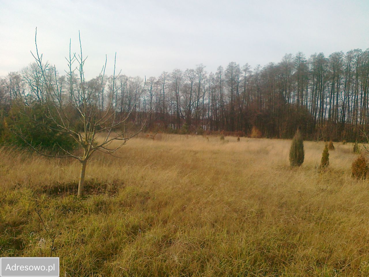 Działka rolna Chrzypsko Małe. Zdjęcie 4