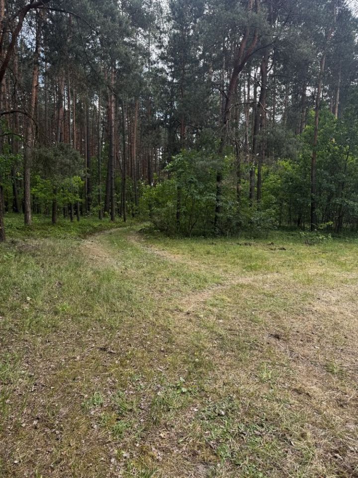Działka leśna Chrzęsne, ul. Podleśna. Zdjęcie 5