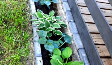 Działka rod Łódź Polesie, ul. Drewnowska