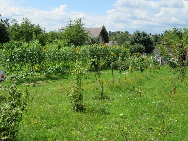 Działka rolno-budowlana Kleszczów. Zdjęcie 3