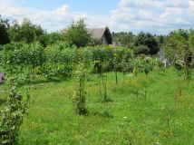 Działka rolno-budowlana Kleszczów. Zdjęcie 2