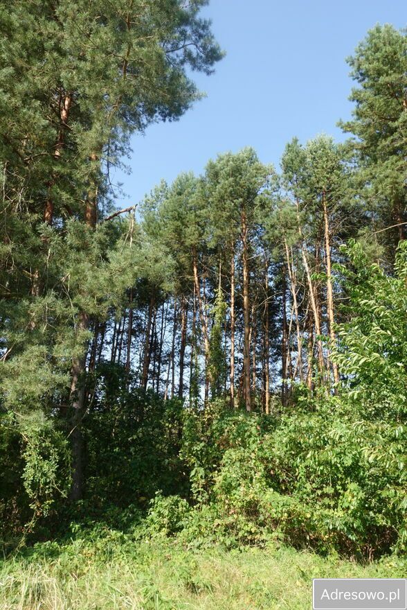 Działka budowlana Zajączków. Zdjęcie 2