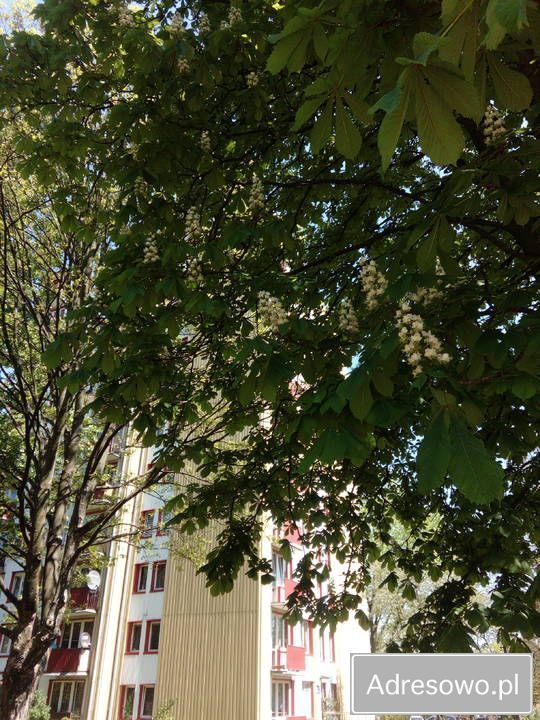 Mieszkanie 3-pokojowe Lublin LSM, ul. Bolesława Chrobrego