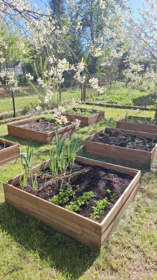 Działka rod Koszalin, ul. Holenderska. Zdjęcie 7