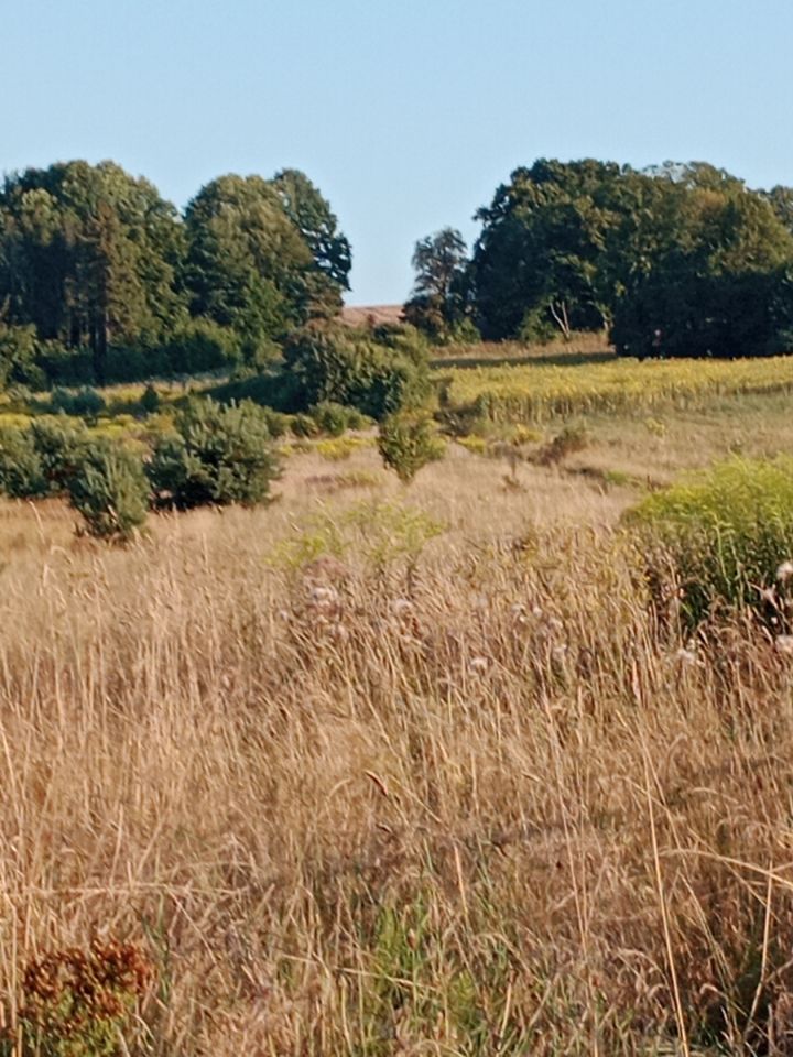 Działka rolno-budowlana Podlesie Łazy