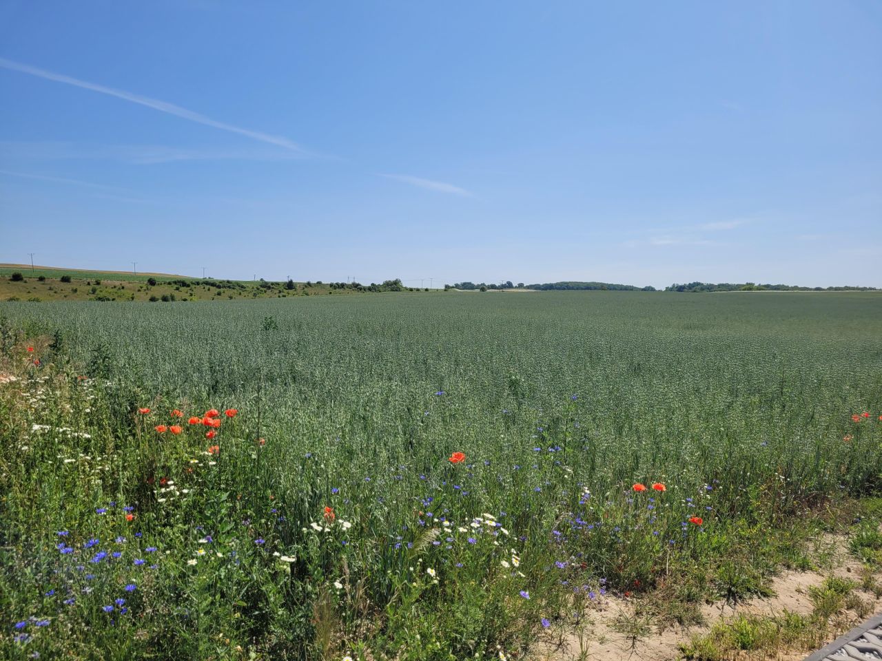 Działka budowlana Cedynia, ul. Kolonia. Zdjęcie 6