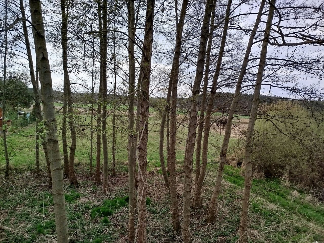 Działka budowlana Chojno-Wieś. Zdjęcie 4