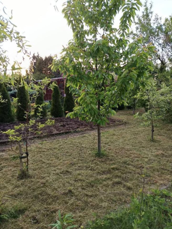 Działka rod Zelów. Zdjęcie 3