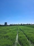 Działka rolna Opole Grudzice. Zdjęcie 1
