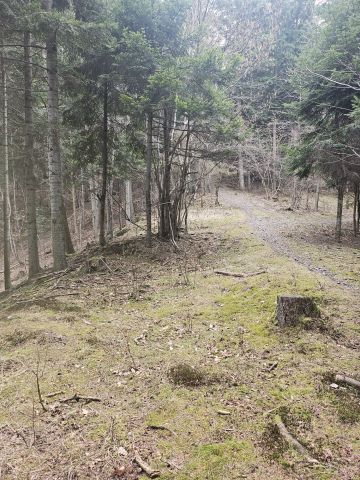 Działka leśna Słotwina. Zdjęcie 1