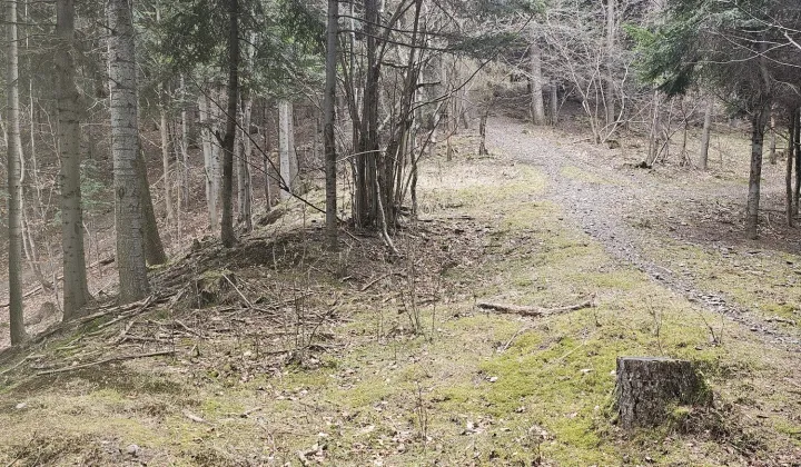 Działka leśna Słotwina