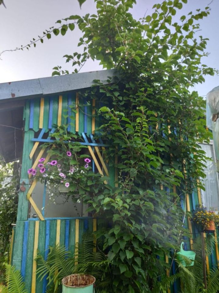 Działka rod Słupy. Zdjęcie 3