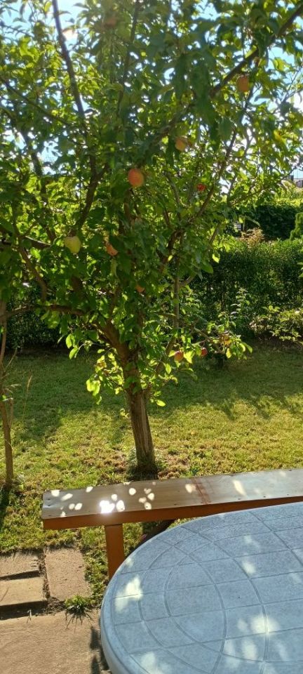 Działka rod Łódź Retkinia, ul. ks. Jerzego Popiełuszki. Zdjęcie 6