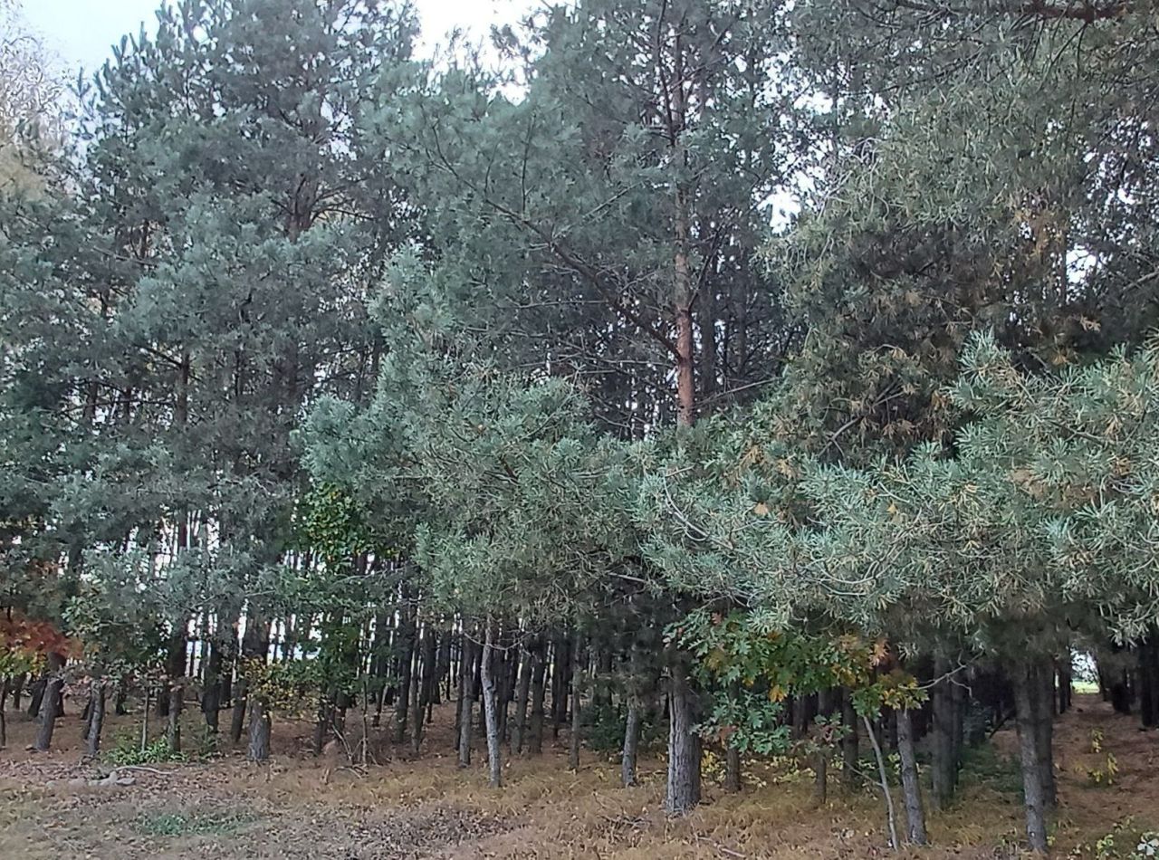 Działka rolna Bońkowo Podleśne. Zdjęcie 2
