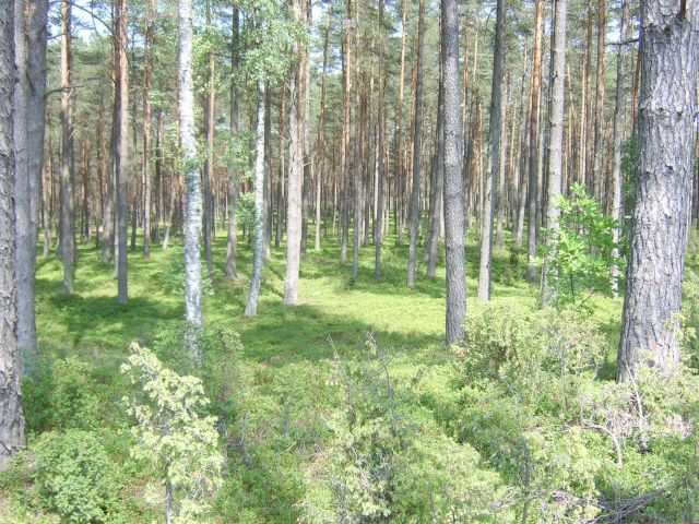 Działka rekreacyjna Chwarzno. Zdjęcie 1