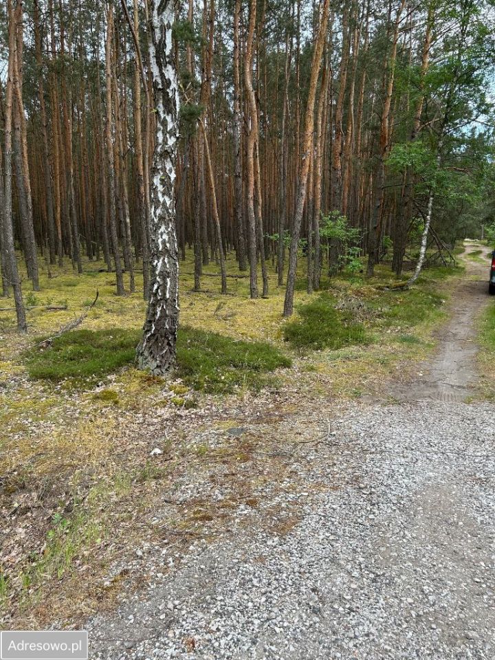 Działka leśna Jasionna. Zdjęcie 9