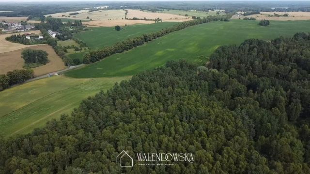 Działka leśna Pasieka. Zdjęcie 5
