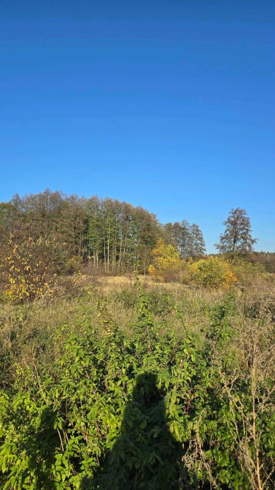 Działka rolno-budowlana Linie. Zdjęcie 2