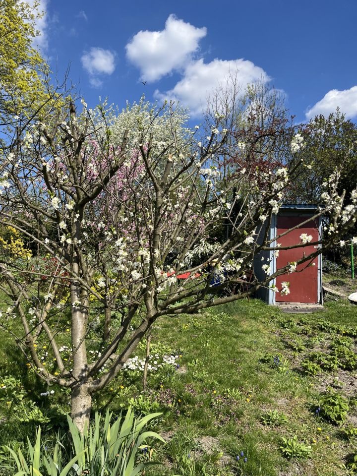 Działka rod Kraków Podgórze, ul. Swoszowicka. Zdjęcie 2