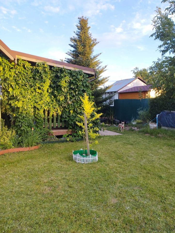 Działka rod Białystok Dojlidy, ul. Dojnowska. Zdjęcie 2