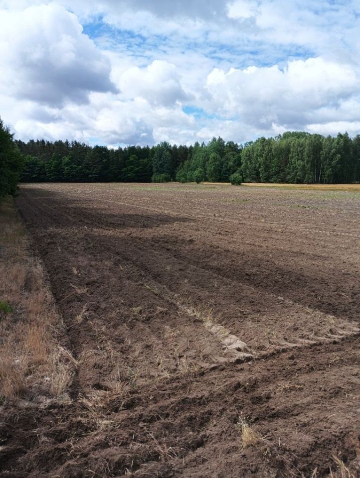 Działka rolna Grabowy Las. Zdjęcie 1