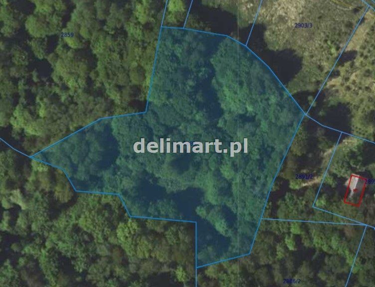 Działka leśna Górki. Zdjęcie 2