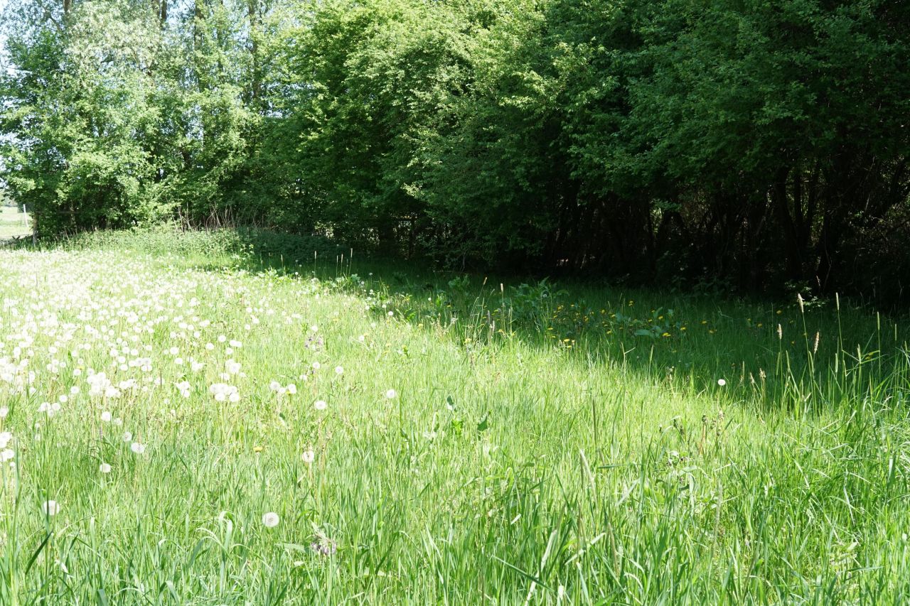 Działka rolno-budowlana Jezioro. Zdjęcie 6