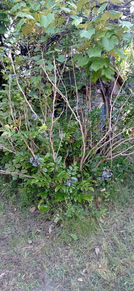 Działka rod Łódź Widzew, ul. Lodowa. Zdjęcie 31