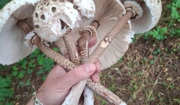 Działka budowlana Glinianka