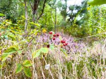 Działka rolno-budowlana Janinów, ul. Szkocka. Zdjęcie 4