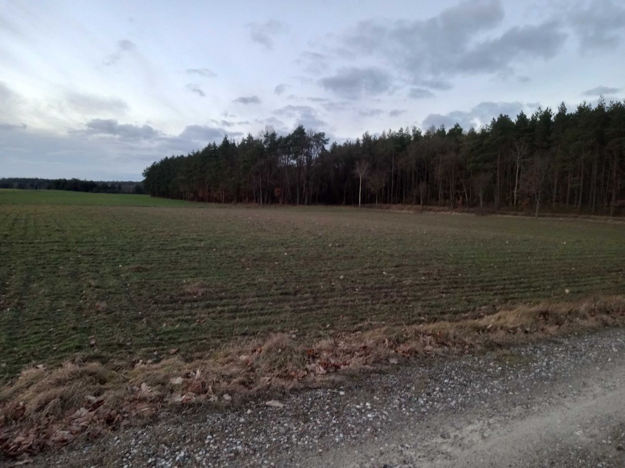 Działka budowlana Ciche. Zdjęcie 1