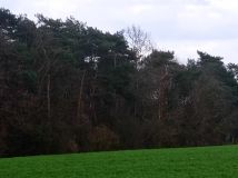 Działka leśna Archutowo. Zdjęcie 1