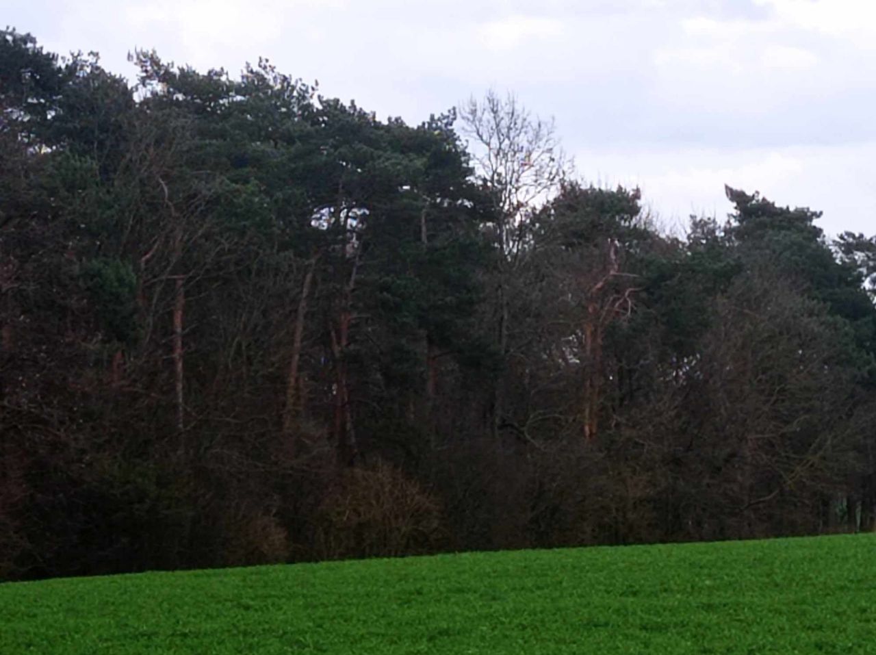 Działka leśna Archutowo. Zdjęcie 2