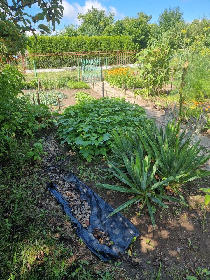 Działka rod Wilkanowo. Zdjęcie 3