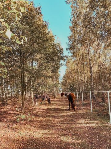 dom wolnostojący, 5 pokoi Chylin. Zdjęcie 19